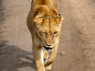 Serengeti National Park, Tanzania, Africa - February 29, 2020: Lioness walking along road of Serengeti national park