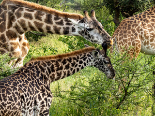 Serengeti National Park, Tanzania, Africa - February 29, 2020: Giraffes grazing along the savannah
