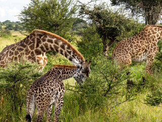 Serengeti National Park, Tanzania, Africa - February 29, 2020: Giraffes grazing along the savannah