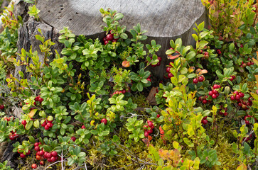 Bush of wild ripe red forest lingonberries