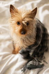 yorkshire terrier sitting on bed