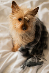 yorkshire terrier sitting on bed