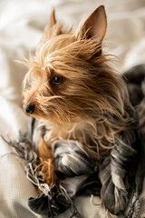 Naklejka premium yorkshire terrier sitting on bed