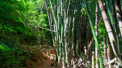 Fototapeta premium Ilha das Couves (Couves Island). Ubatuba, Brazil. Beach.