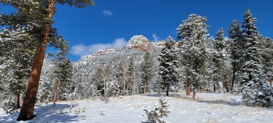 snow covered trees