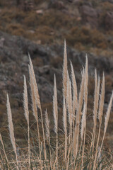 Fototapeta premium En la sierra