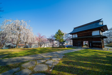 日本の風景　桜