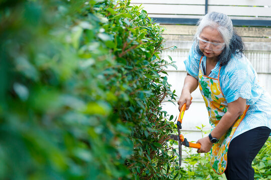 Elderly Woman Trimming Hedge Using Hedge Shears