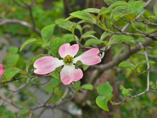 Tokyo,Japan-April 14, 2021: Closeup of Pink Flowering Dogwood or Cornus florida in the rain
