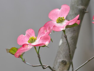 Fototapeta na wymiar Tokyo,Japan-April 14, 2021: Closeup of Pink Flowering Dogwood or Cornus florida in the rain 