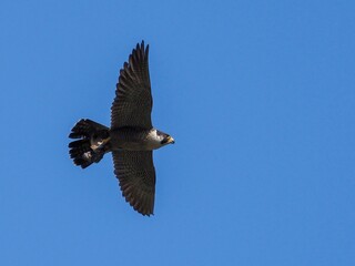 青空バックに餌を掴んで飛ぶ繁殖期のハヤブサ成鳥