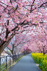 Naklejka premium 河津桜並木 満開 伊豆