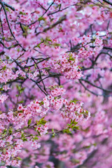 河津桜　満開　アップ