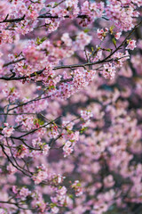 河津桜　満開　アップ