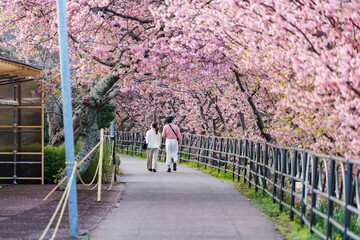 河津桜並木　満開　夫婦　伊豆