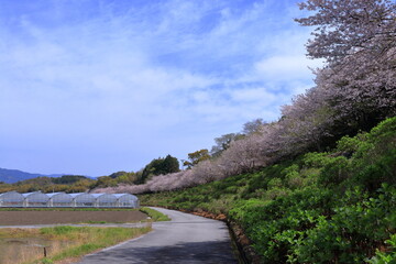 野市あじさい街道　桜並木　春　（高知県　香南市）