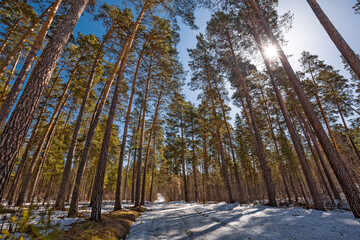 Pine forest in the spring. Western Siberia