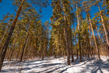 Pine forest in the spring. Western Siberia