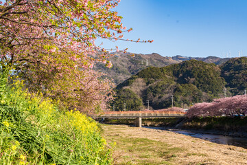 河津桜並木　満開　伊豆