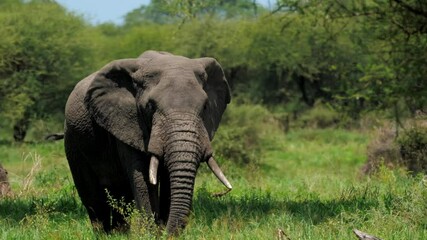 Portrait of magnificent elephant eating while standing in tall grass field. Amazing wildlife in its habitat during hot summer day. Natural scene of fauna with beautiful african background of green