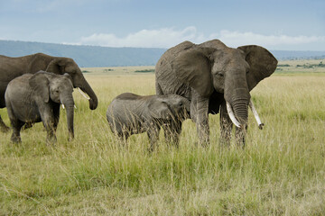 Fototapeta na wymiar Elephant calf nursing, Masai Mara Game Reserve, Kenya