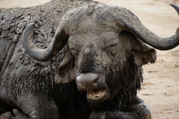 Mud-caked Cape buffalo chewing its cud while lying down resting, Masai Mara Game Reserve, Kenya