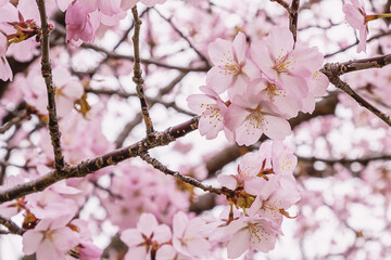 Close up of a beautiful branch of cherry blossom in spring
