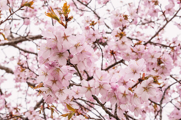 Close up of a beautiful branch of cherry blossom in spring