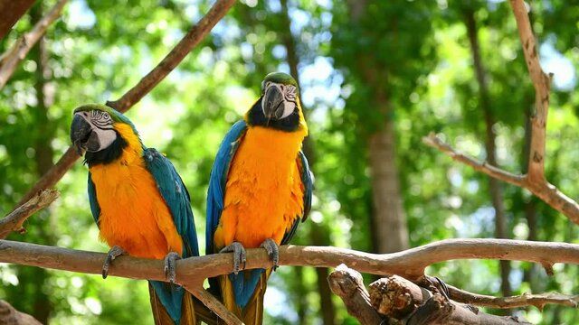 Two beautiful parrots standing on a branch
