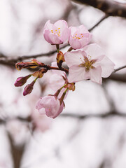 Close up of a beautiful branch of cherry blossom in spring