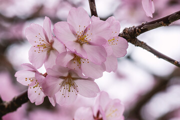 Close up of a beautiful branch of cherry blossom in spring
