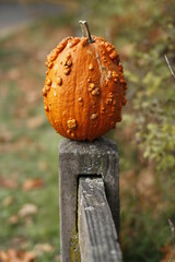 Warty, bumpy pumpkin sitting on a fence post. 