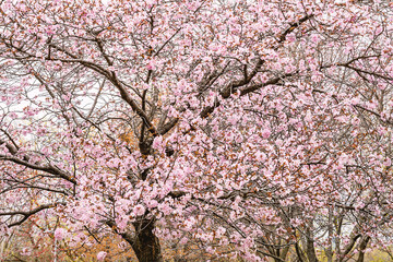 blossoming cherry trees