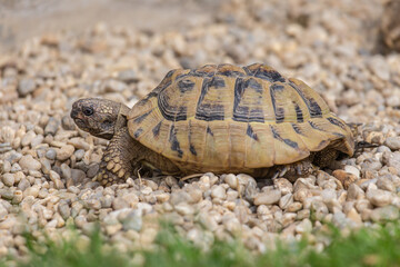 Close-up of a young tortoise walking on gravel outdoors