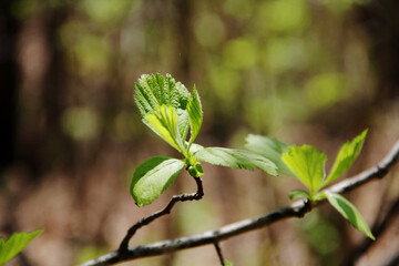 spring plants, flowers and grass