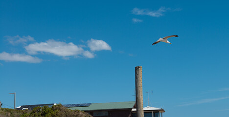  Seagull was flying above Chelsea Beach during summer, Australia Dec 2019.