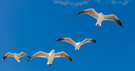 Fototapeta premium Seagull was flying above Chelsea Beach during summer, Australia Dec 2019.