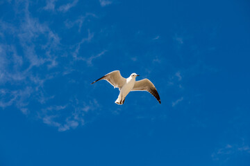 Fototapeta na wymiar Seagull was flying above Chelsea Beach during summer, Australia Dec 2019.
