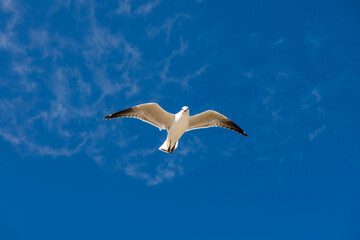 Fototapeta na wymiar Seagull was flying above Chelsea Beach during summer, Australia Dec 2019.