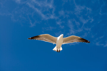  Seagull was flying above Chelsea Beach during summer, Australia Dec 2019.