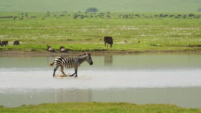 Zebra strolling through watering pond in african safari park. Exotic mammal spotted during hot sunny day. Beautiful background of wide grassfields and different type of animals. Concept of wildlife