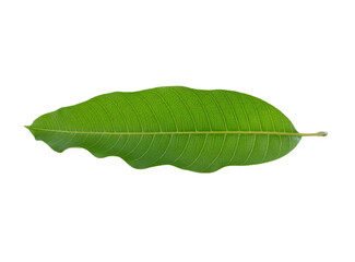 Isolated green mango leaf on white background