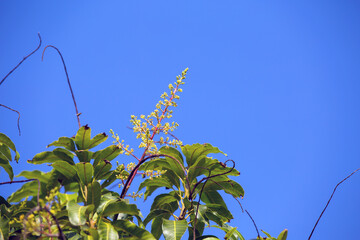 The mango bouquet or mango flower is blooming full on the mango trees in the garden