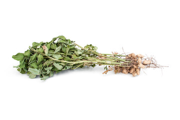 Groundnut plants and root isolated on white background.