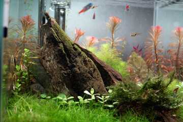 View of Modern aquarium aquascape design in living room.  A beautiful fresh crystal clear water aquascape aquarium with aquatic plants,  and hardscape