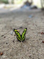 butterfly on the ground