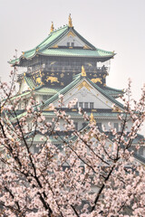 大阪城の桜