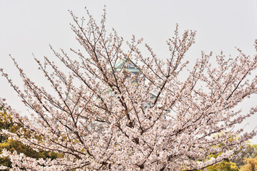 大阪城の桜