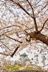 大阪城の桜