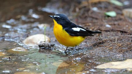 Yellow bird standing beside the water